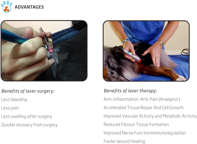 Good Selling Gbox Veterinary Laser Electrocautery - Low-level Laser Therapy (751x558), Png Download