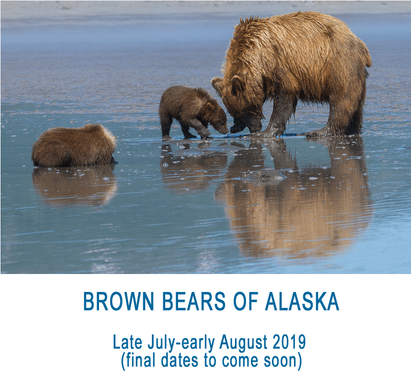 Click On An Icon Below And Share Away - Anchorage Alaska Map (800x739), Png Download