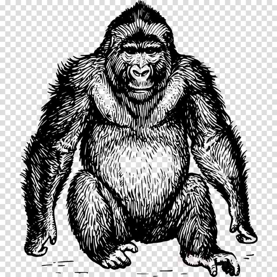 Ape Drawing Clipart Ape Gorilla Chimpanzee - Gorilla In Black And White (900x900), Png Download