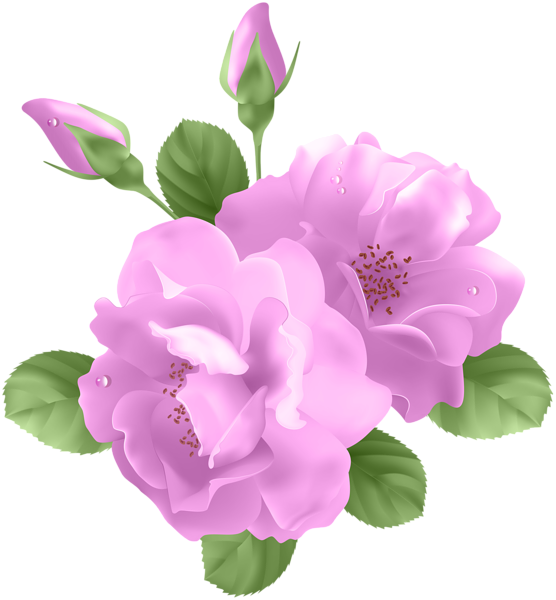 Compartir En Facebookcompartir - Purple Roses Clipart (556x600), Png Download