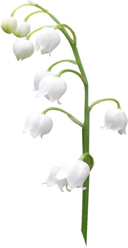 Lilies Of The Valley - Lily Of The Valley Png (410x800), Png Download