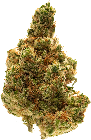 Conspiracy - Red Pine (600x796), Png Download