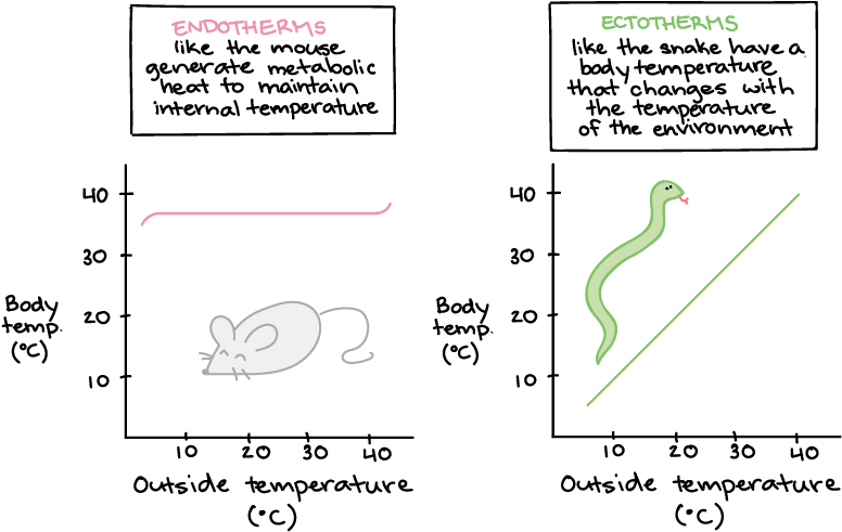 Endotherms Ectotherms Article Khan - Basal Metabolic Rate Vs Standard Metabolic Rate (800x538), Png Download
