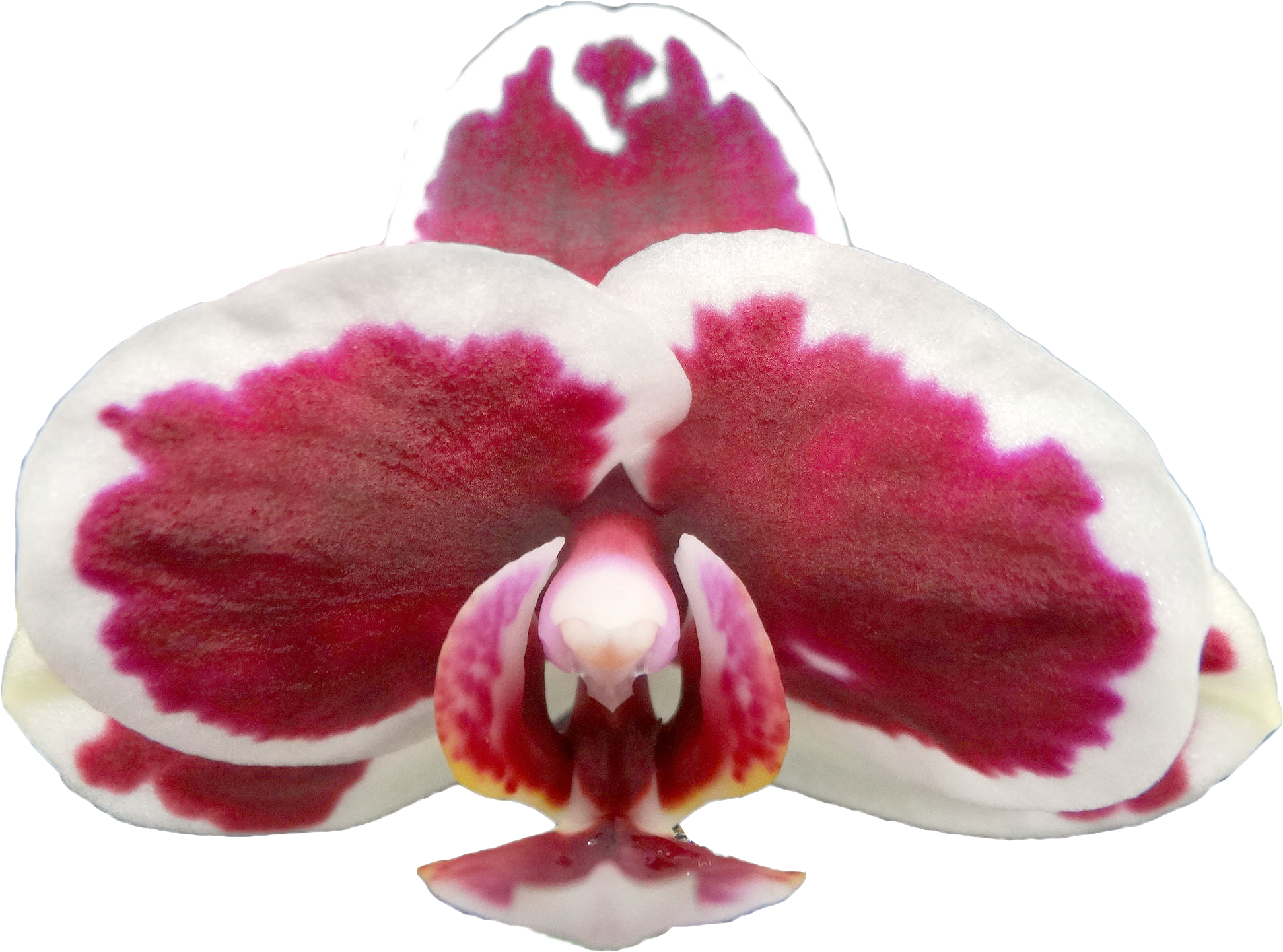 Taida King's Caroline Taida White Skirt - Orchids (2082x1610), Png Download