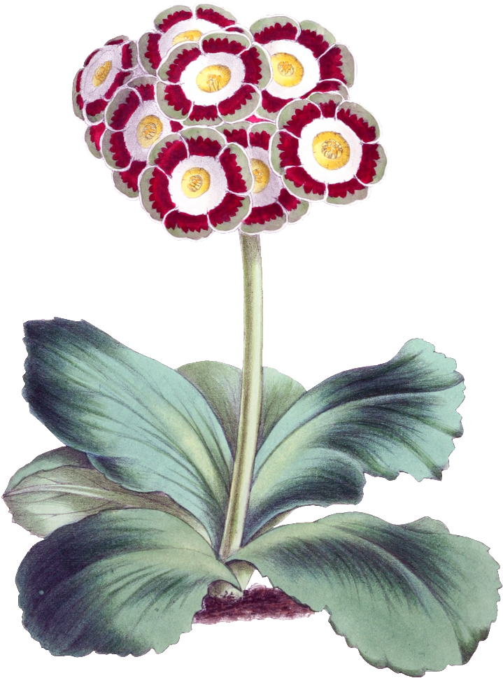 Este Diseño De Producto Es Hd Gorgeous Vintage Painted - Floral Magazine 1869 Auricula Canvas Art - James Andrews (1024x1280), Png Download