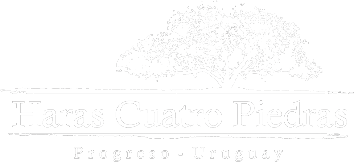 Home - Tree (1202x564), Png Download