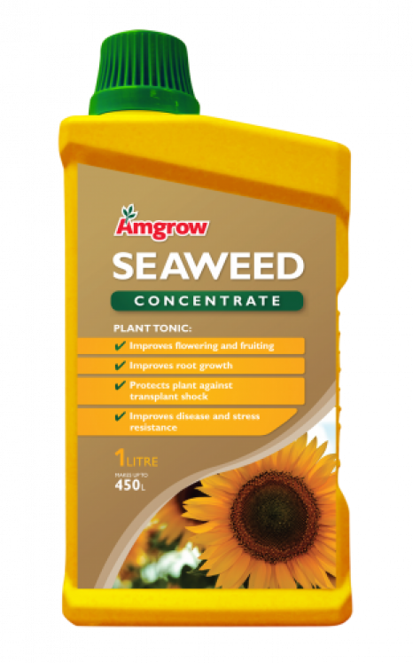 Seaweed (466x747), Png Download