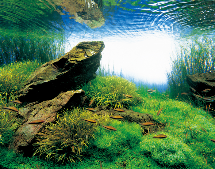 Gallery - Hobbes And Landes Aquarium (800x651), Png Download