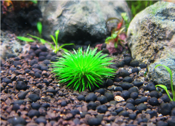 Eriocaulon Ratonagiriuni Freshwater Plants, Planted - Aquarium (600x600), Png Download