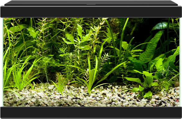 Aqua - Ciano Aqua 20 Aquarium With L.e.d Light White (811x659), Png Download