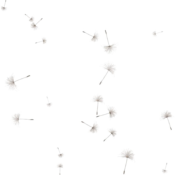 Dandelion Png Image - Dandelion Seed Dandelion Png (600x600), Png Download