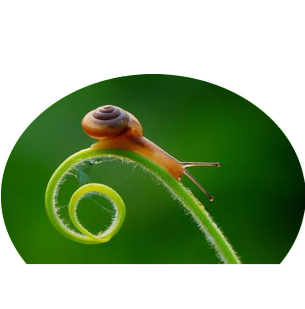 Png De Estetica Caracol Estática Alta Definicion - Cloud (1024x1024), Png Download