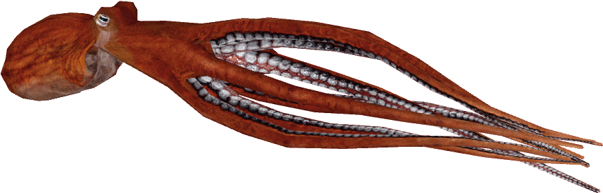 Pacificgiantoctopus - Giant Pacific Octopus Png (894x894), Png Download