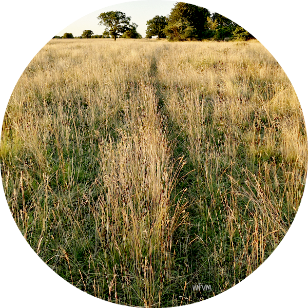 Where A Track Used By A Fox Or Badger Cuts Through - Grass (600x600), Png Download