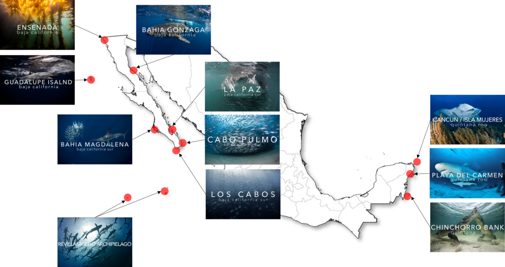 Mapa Mexico Pelagic Life Expediciones - Schools Of Silky Sharks During Mating Rituals (1000x529), Png Download