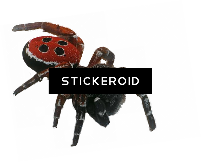 Spider Insects - Portable Network Graphics (699x564), Png Download