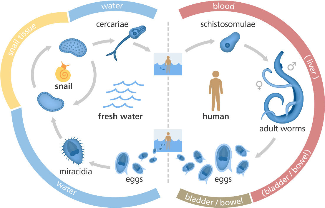 Illustration Showing The Life Cycle Of The Schistosome - Bilharzia Life Cycle Diagram (1200x870), Png Download