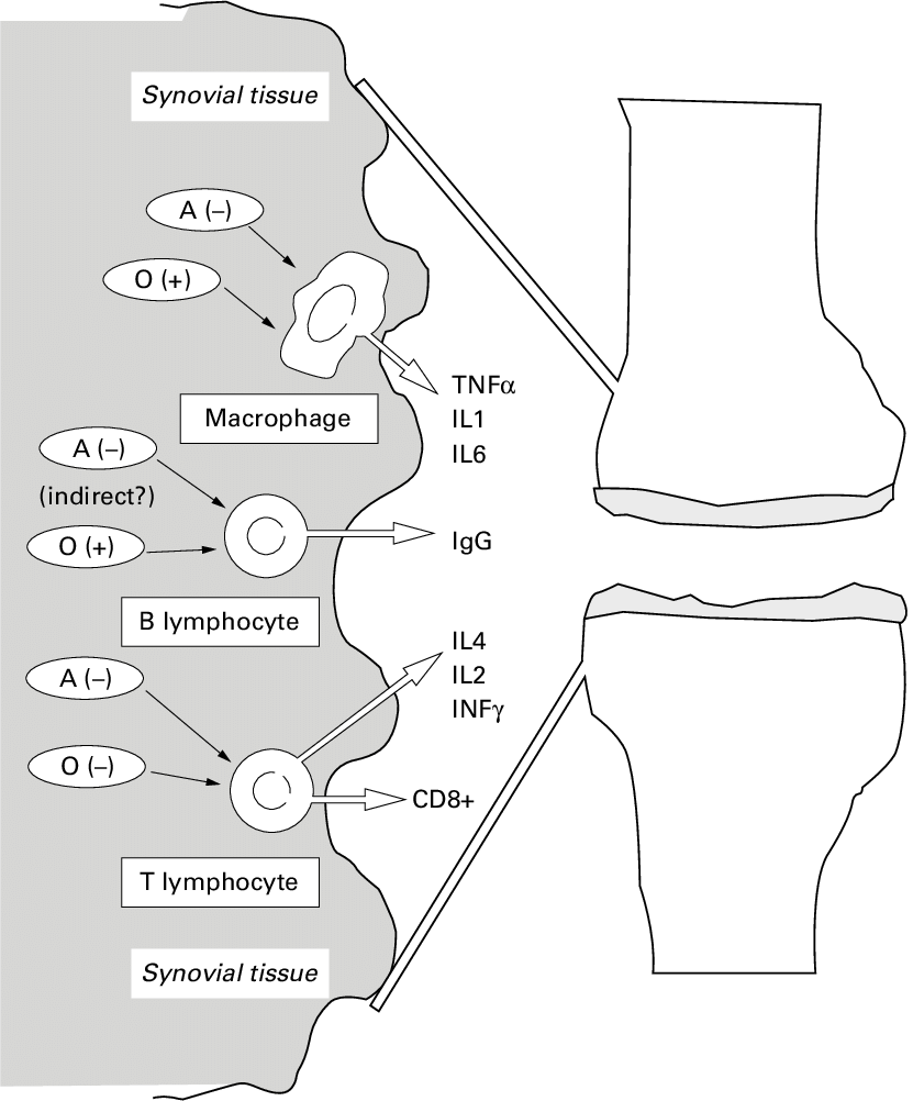 Major Stimulatory Or Inhibitory (−) Evects (direct - Diagram (831x1002), Png Download