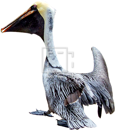 Parent Category - Brown Pelican (450x450), Png Download