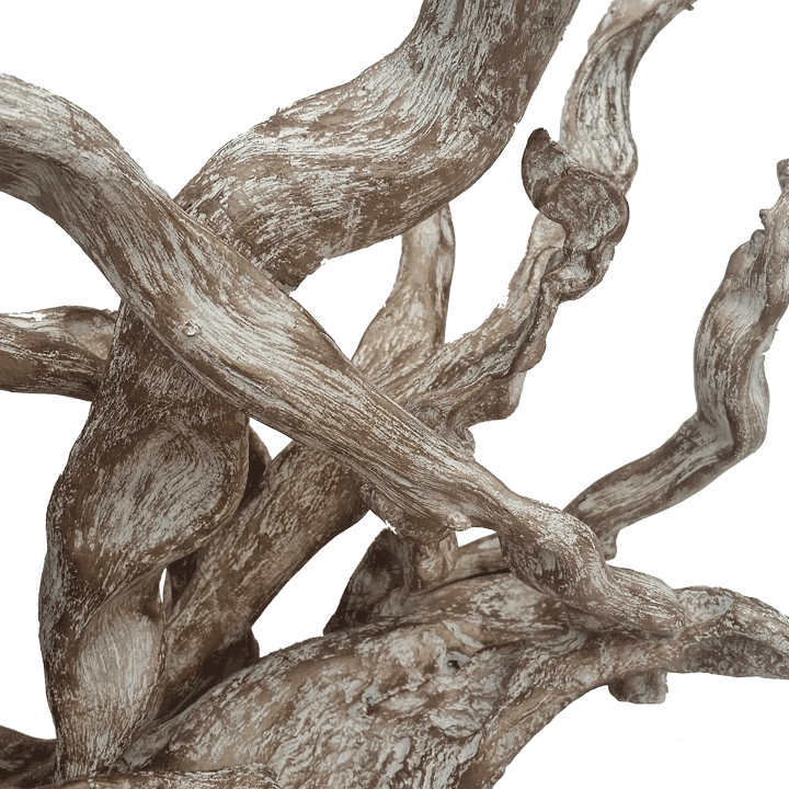 Coral - Art (400x400), Png Download