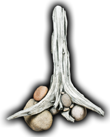 Driftwood/rock Wall Scene - Elephant Garlic (364x450), Png Download
