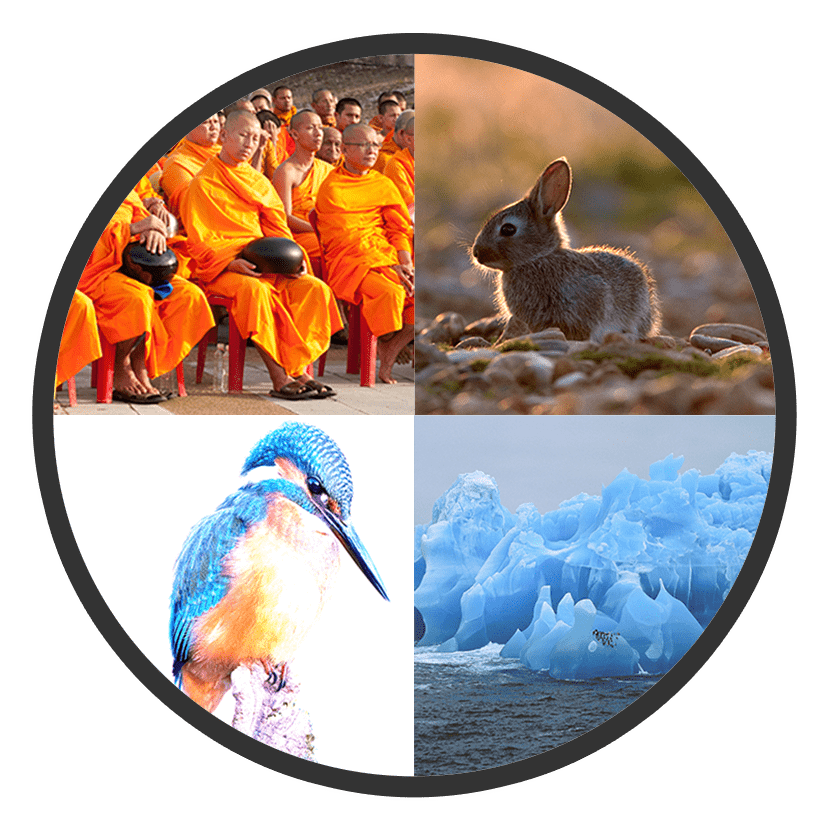 Download Open Edition Snowshoe Hare Full Size PNG Image PNGkit