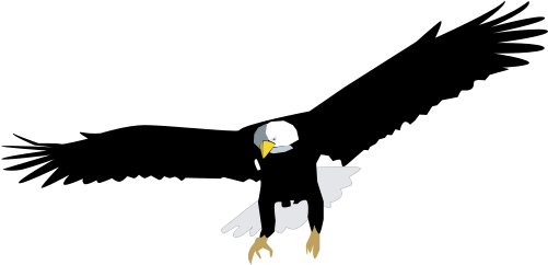 Haliaeetus Leucocephalus - Bald Eagle Vector Png (501x242), Png Download