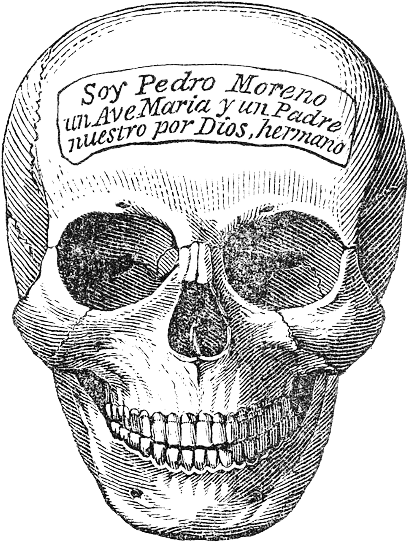 Skeleton Head - Naturalist Halloween (1920x1920), Png Download