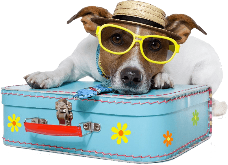 Dog Vacation - 10 Pet Friendly Hotel In The World (960x640), Png Download