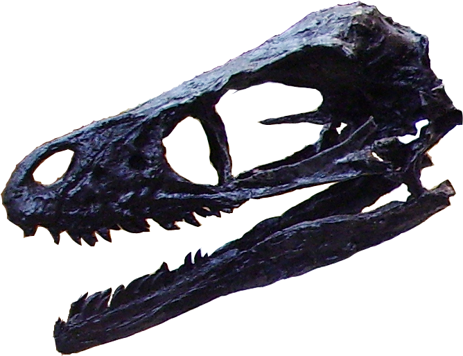 Bambiraptor-head - Bambiraptor (762x553), Png Download