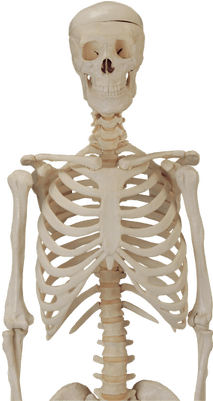 Skeleton Png For Picsart (400x400), Png Download