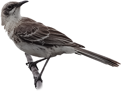 San Cristobal Mockingbird - Northern Mockingbird (400x400), Png Download