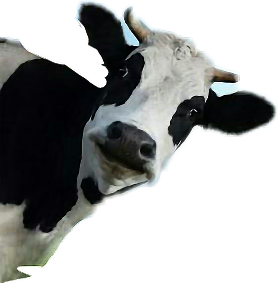 Wallmonkeys Wall Decals Wallmonkeys Cow Peel And Stick (562x572), Png Download