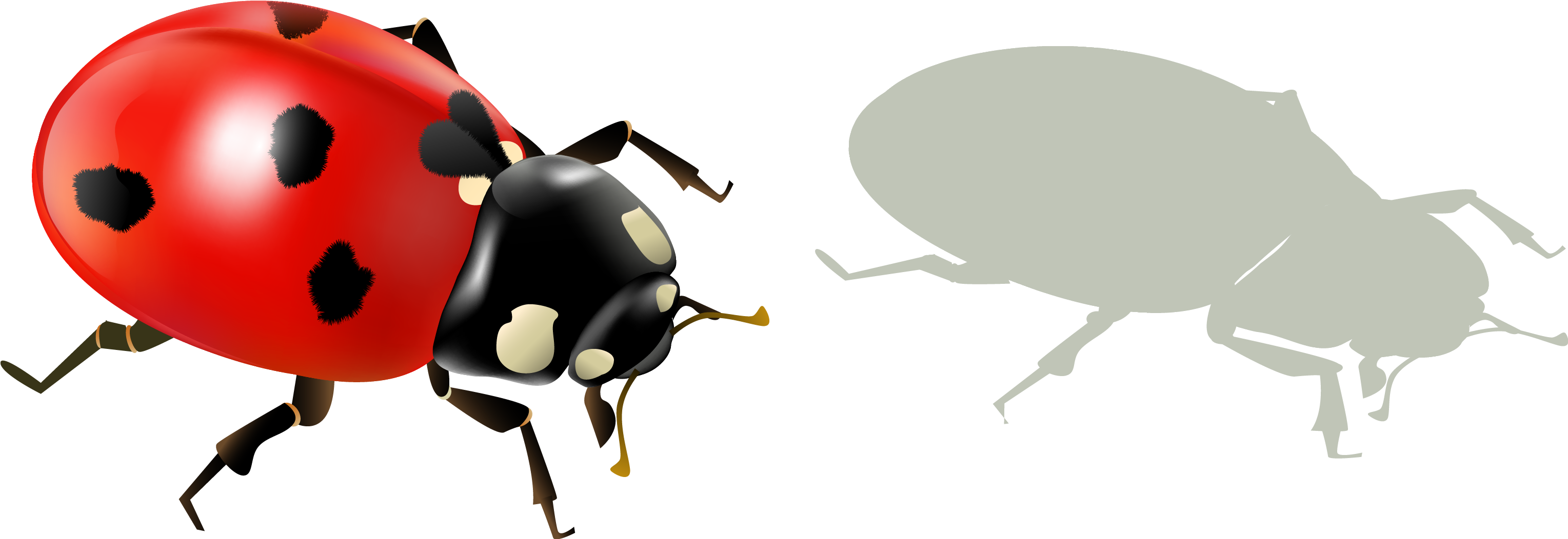 Ladybird Beetle (3148x1183), Png Download