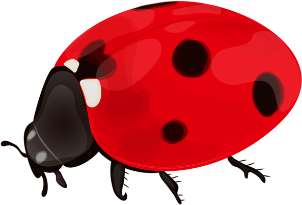 Ladybug Png Clip Art - Ladybug Png (600x405), Png Download