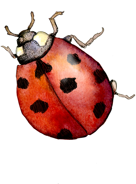 Various Sketches From The Watercolor Sketchbook I Kept - Watercolor Ladybug Png (600x670), Png Download