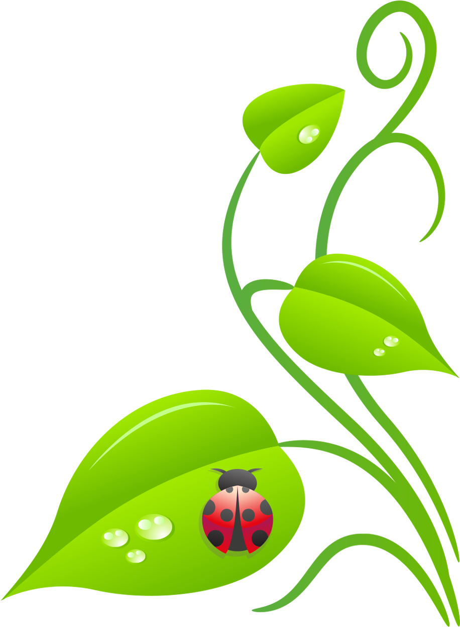 Ladybug Vine - Botanical Garden Clip Art (953x1300), Png Download