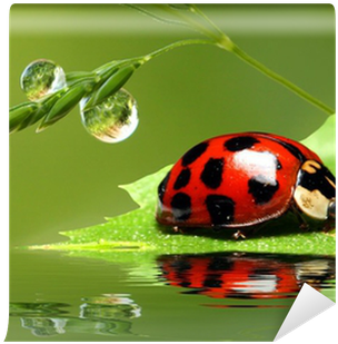 Ladybug Running Along The Green Wet Grass - Lady Bird On Leaf (400x400), Png Download