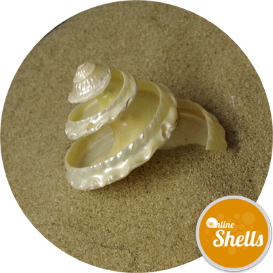Pearl Undosa Spiral Cut - Clam (395x395), Png Download