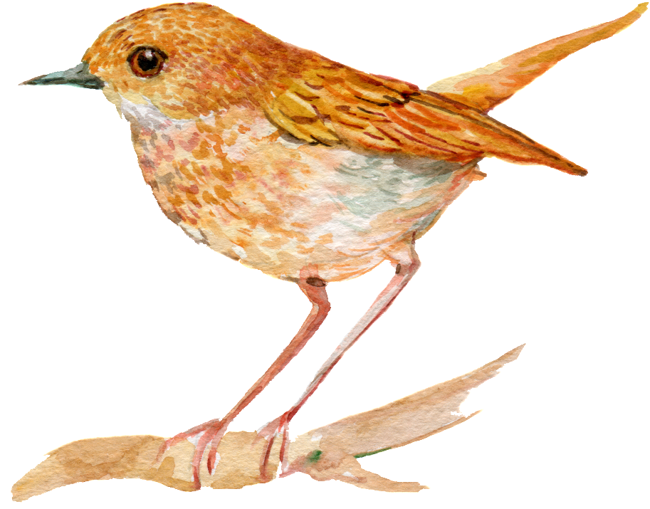 Hand Painted An Orange Bird Png Transparent - Bird (1024x849), Png Download