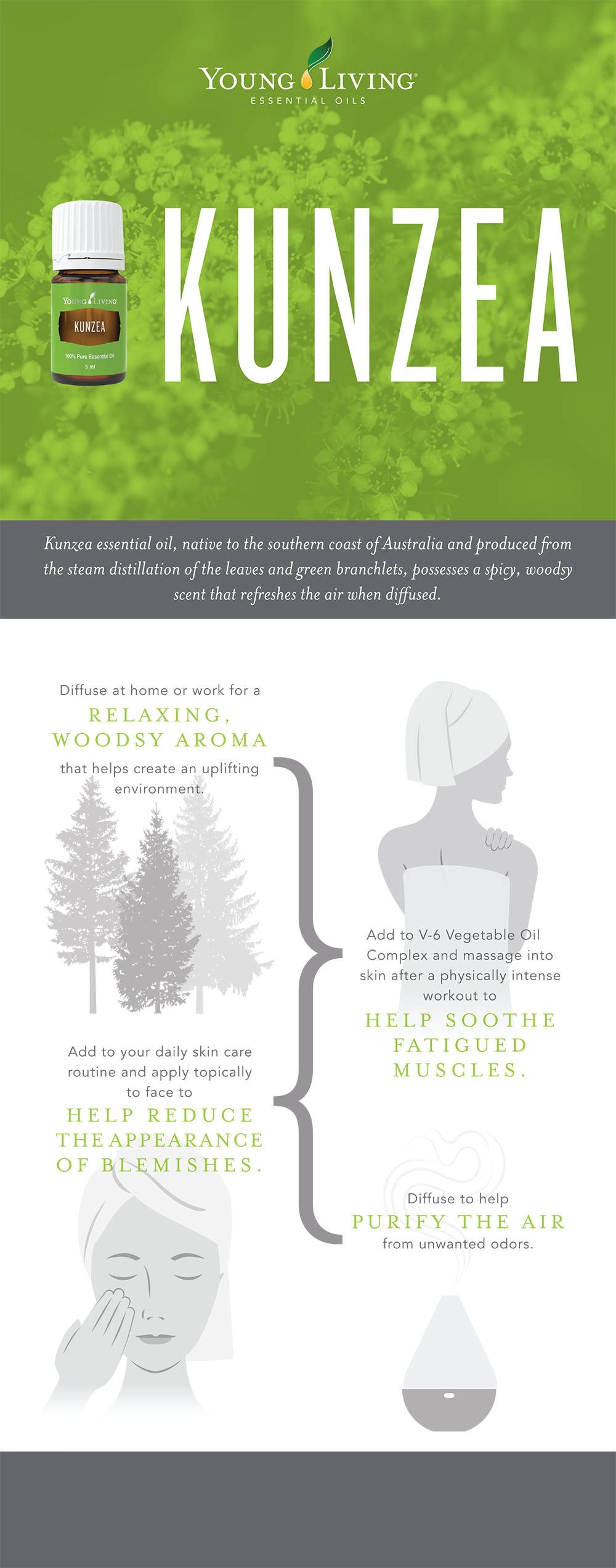 Kunzea Young Living (1000x2545), Png Download