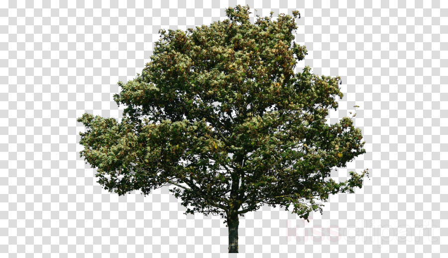 Trees On Wind Png Clipart Tree - Tree (900x520), Png Download