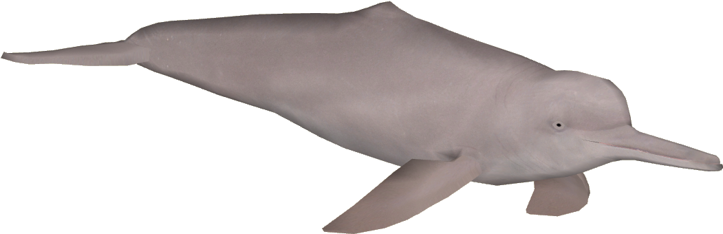 Amazon River Png Clip Art Library - Amazon River Dolphin Png (1050x1050), Png Download