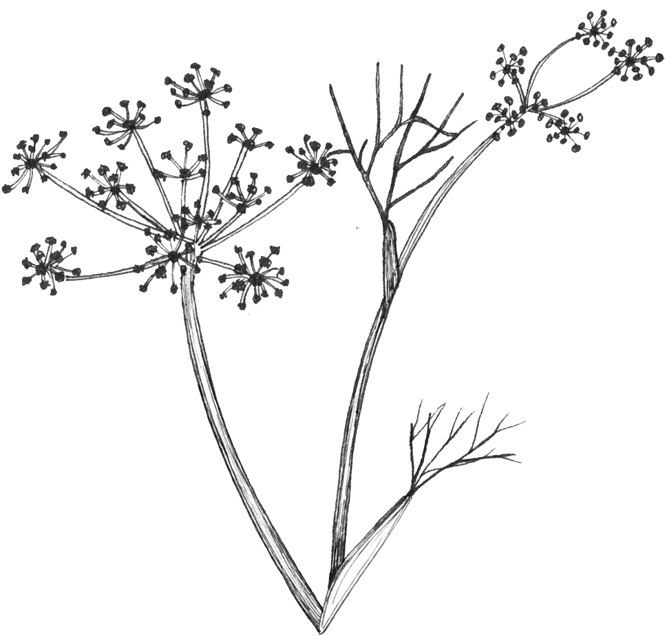 Fennel Flowers Linedrawing - Flower (1000x970), Png Download