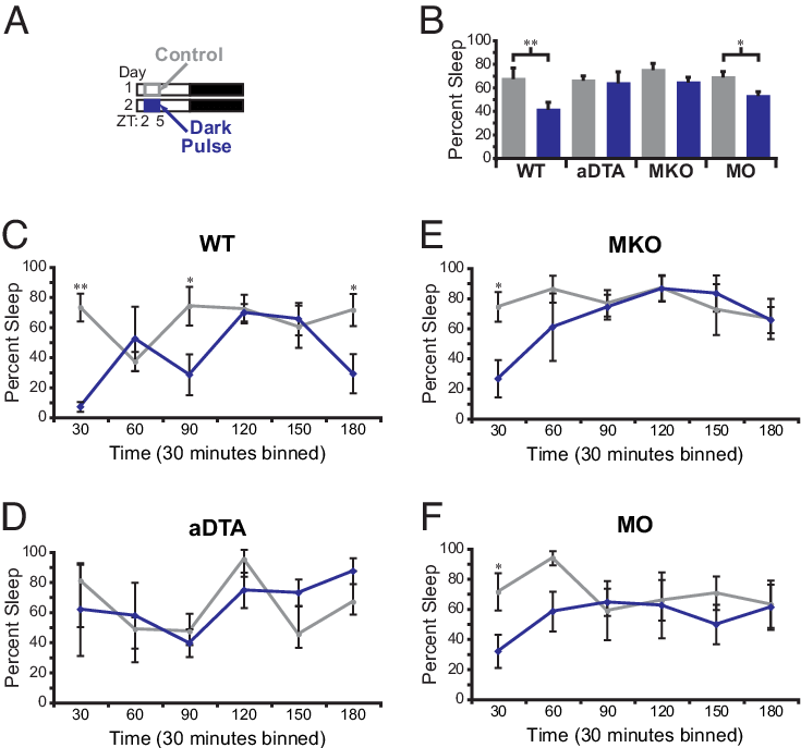 A Dark Pulse Induces Wakefulness Through Iprgcs A Diagram - Diagram (735x687), Png Download