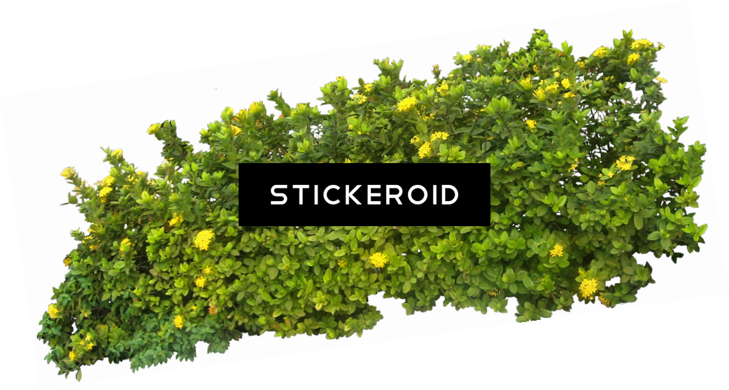 Bush Bushes (1042x557), Png Download