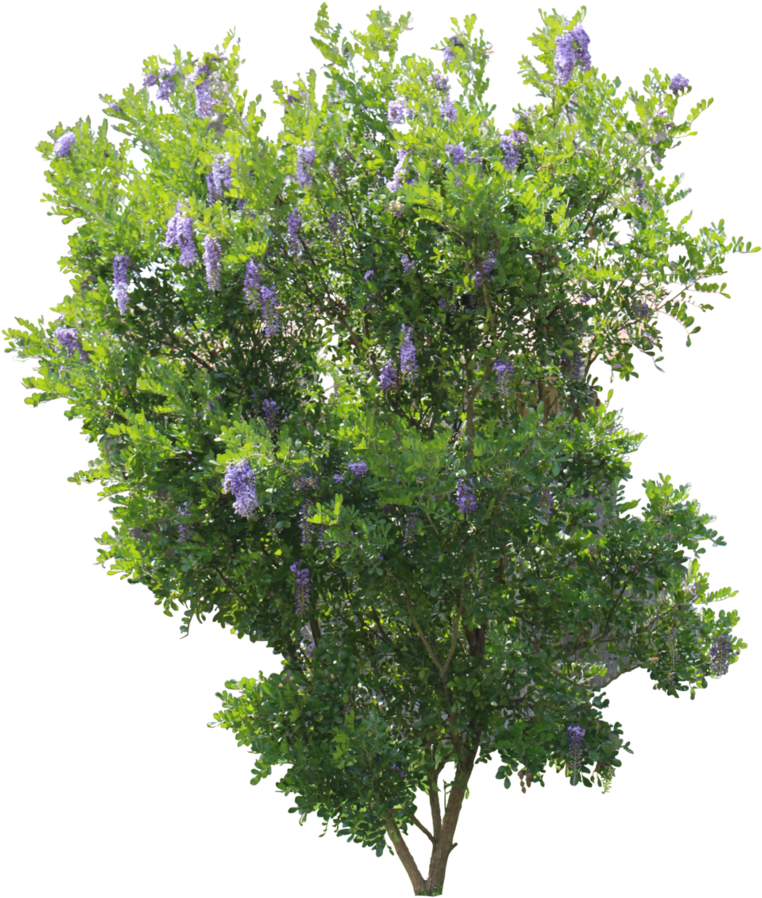 Mountain Laurel Png Vector - Kruin Van Een Boom (813x982), Png Download