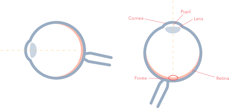 Parts Of Your Eye - Circle (800x386), Png Download