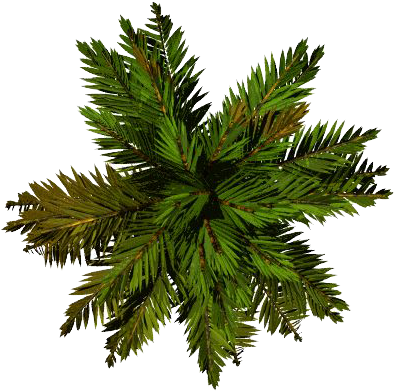 Tree Top Png File - Palm Top View Png (450x450), Png Download