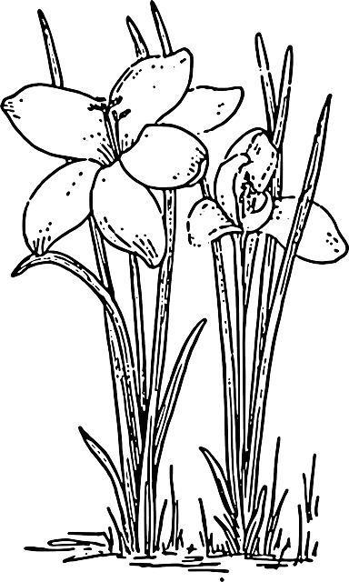 Outline, Flower, Rose, Plant, Crocus - Crocus Drawing (384x640), Png Download